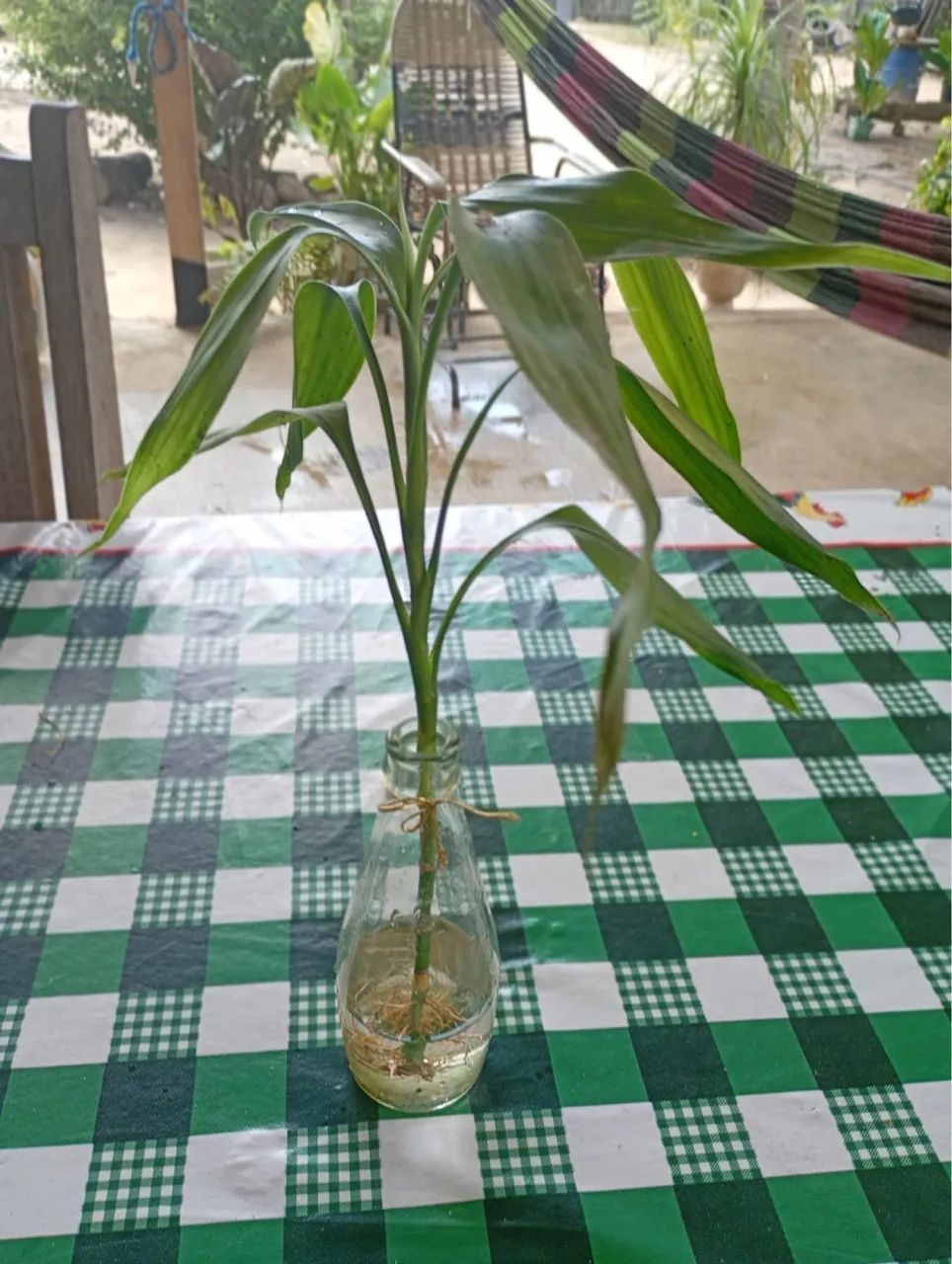 Plantas e jardim - Foto 4