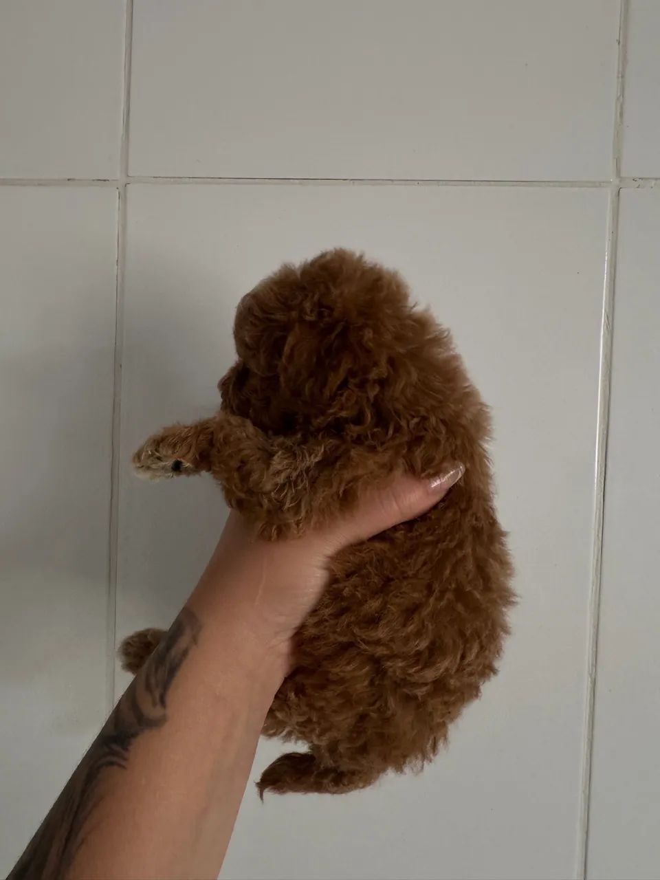 Poodle Toy Red com garantia - Foto 3