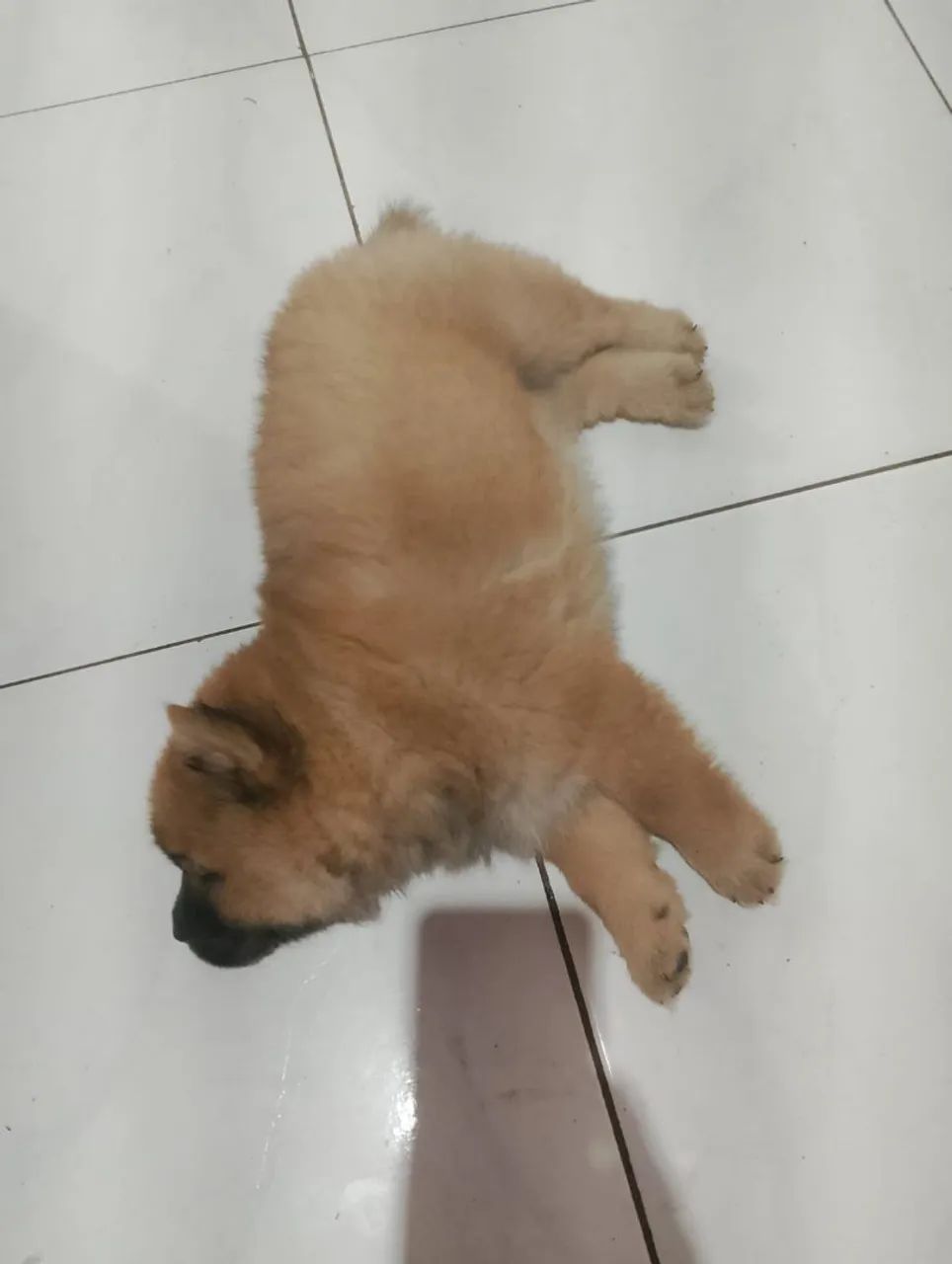 Filhote Chow Chow  - Foto 4