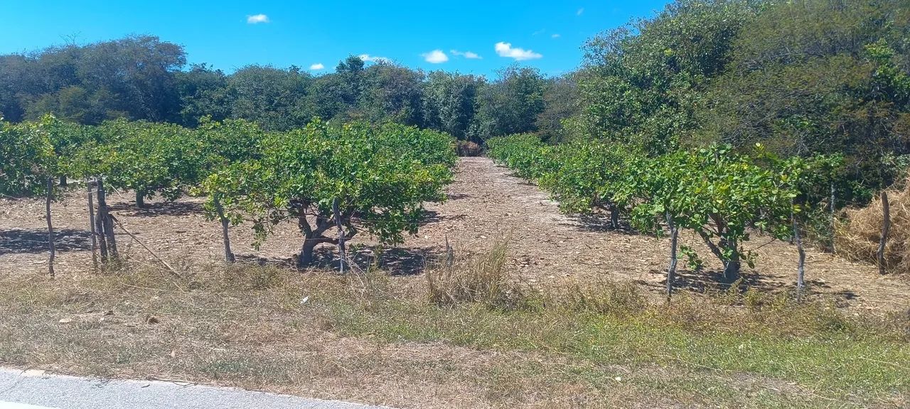 Terreno em lagoa de dentro beberibe
