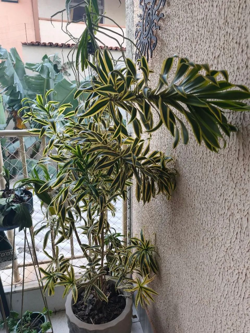 Pleomele (Dracena reflexa) - Foto 3