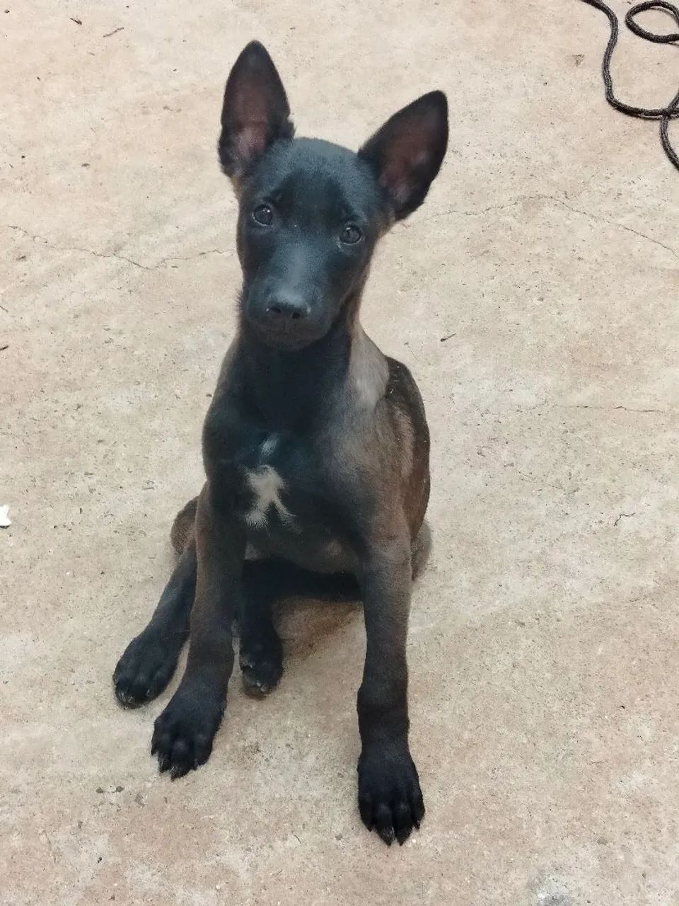 Fêmea pastor de Malinois com Pedigree