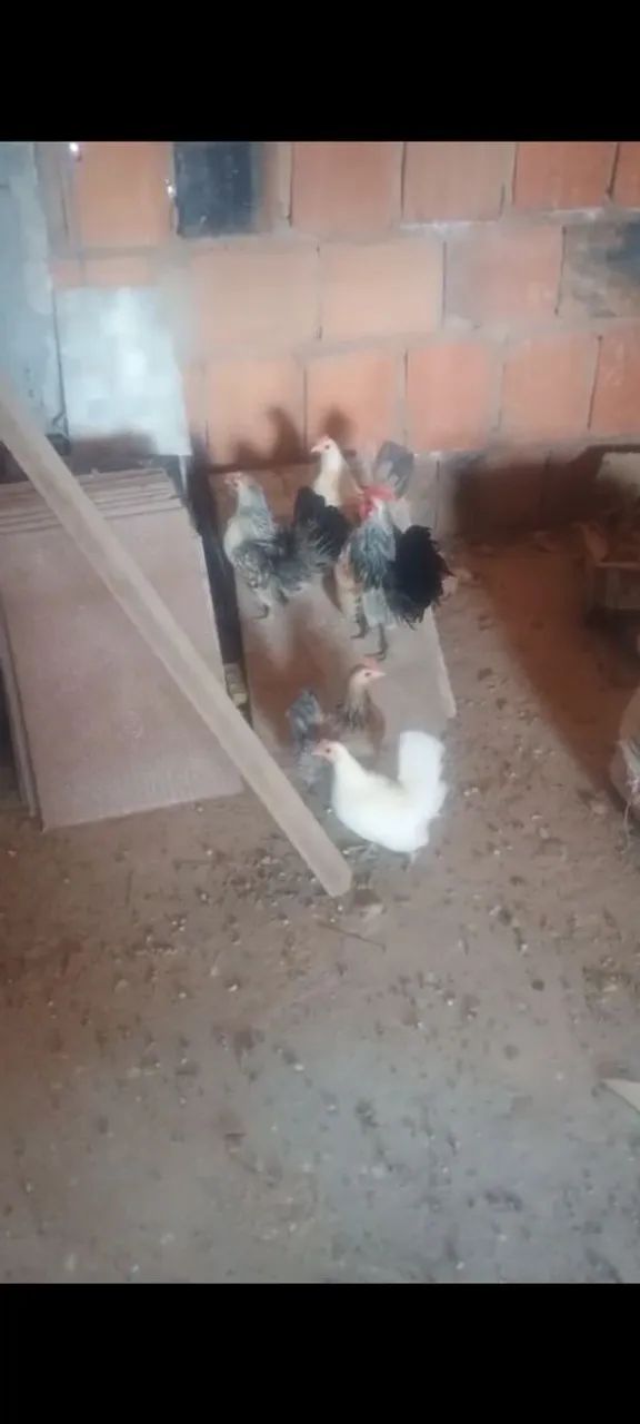  Ovos galados de Mini galinhas ( menor galinhas do mundo) raça Serama