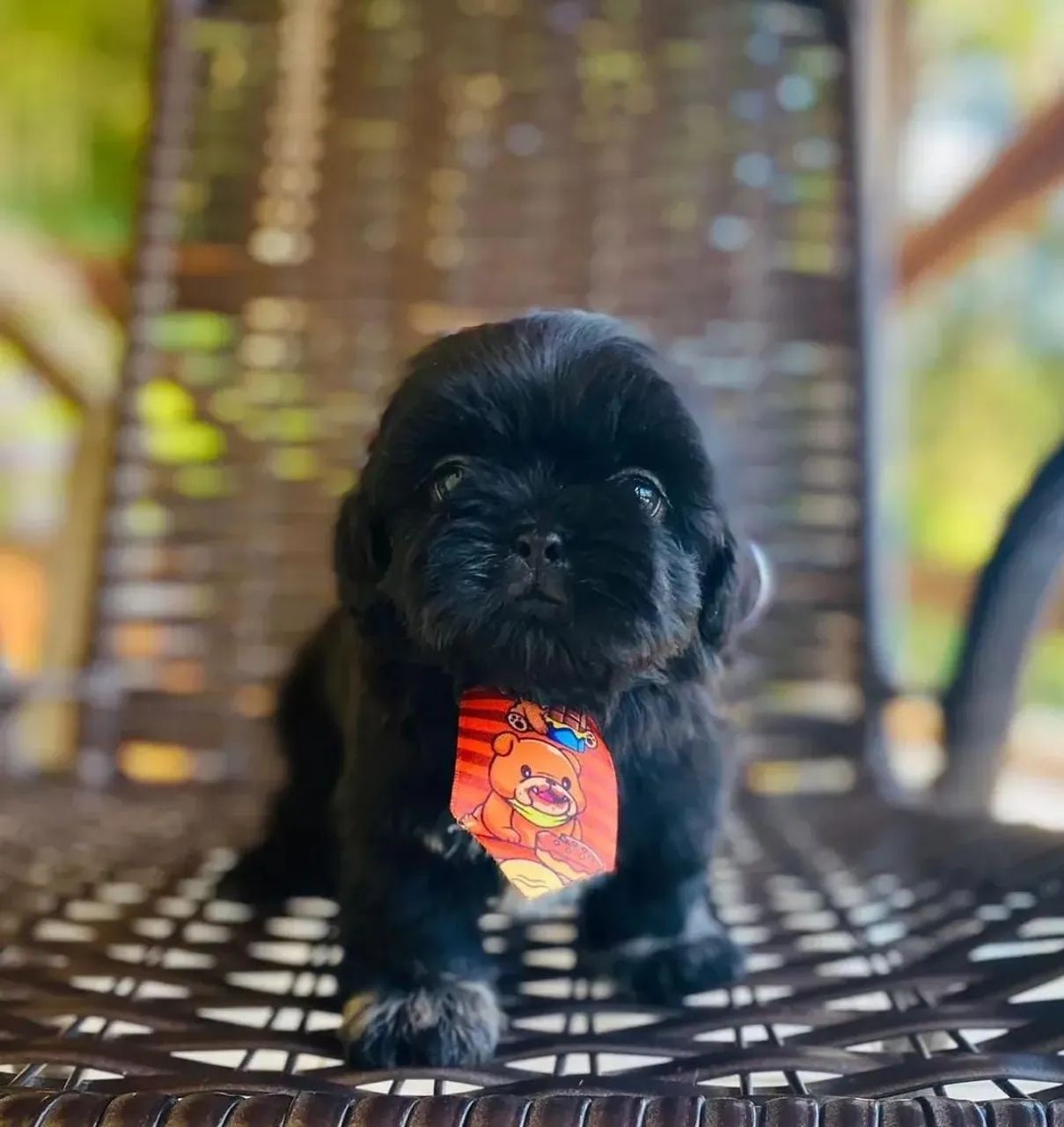 Shih-tzu  - Foto 2