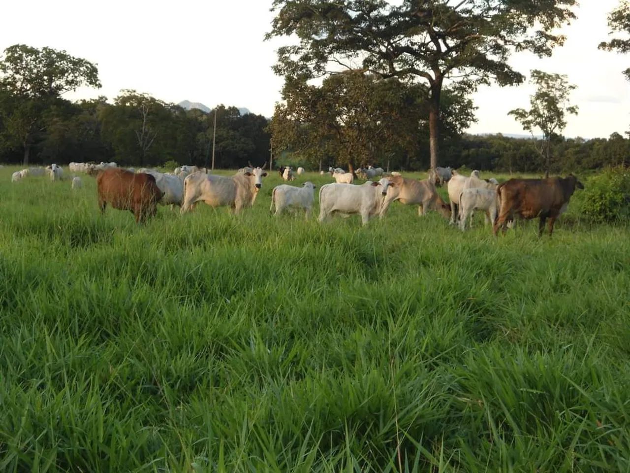 Fazenda São Bento  - Foto 5