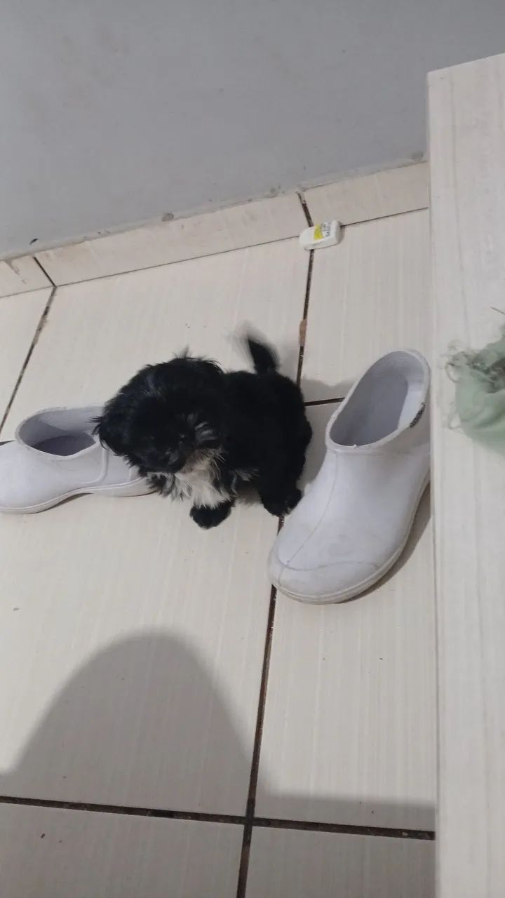 Shitzu