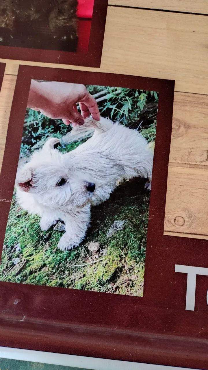 Terrier Escocês  - Foto 2
