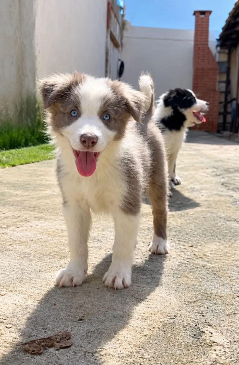 BORDE COLLIE VENDA  - Foto 3