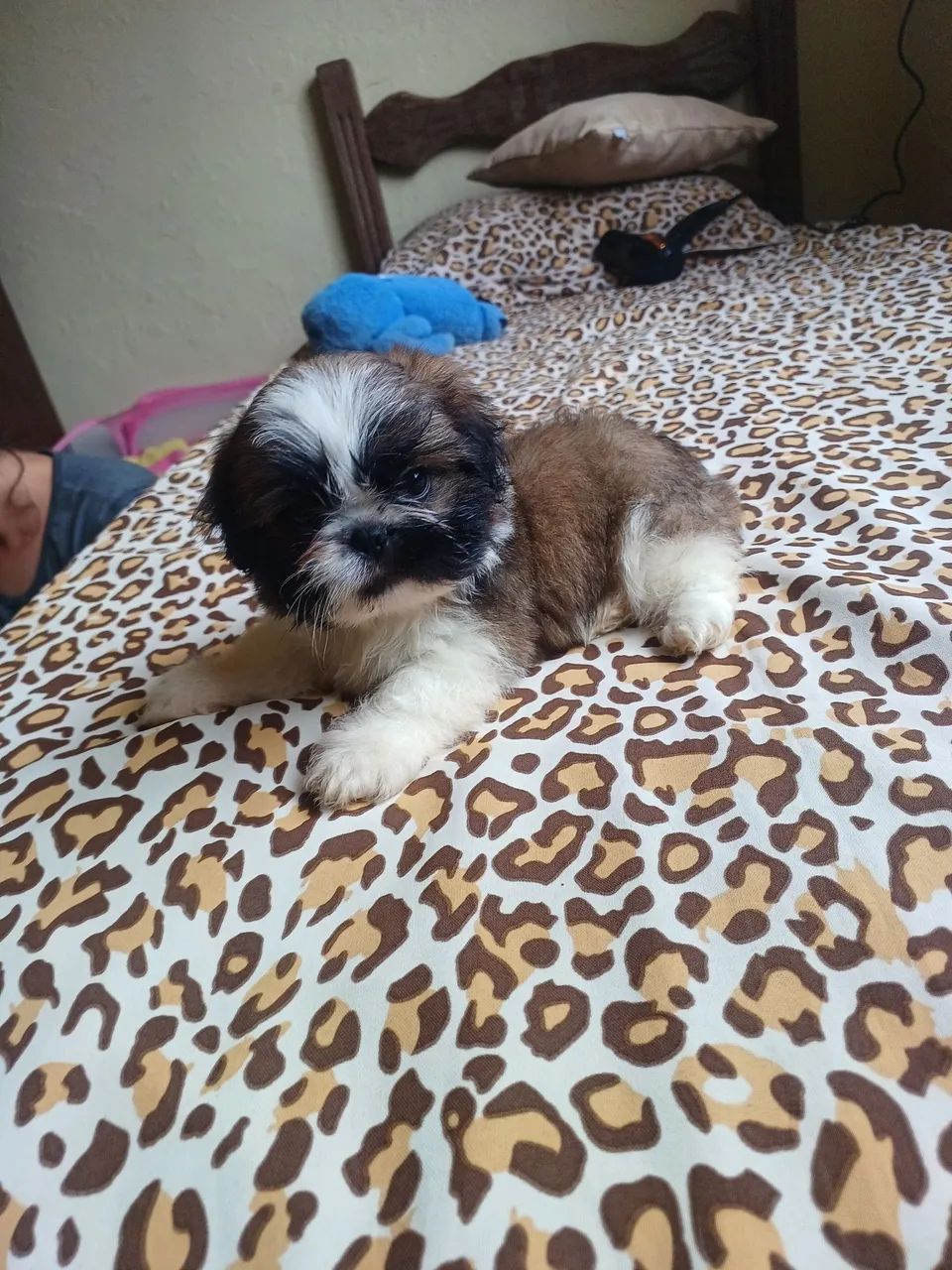 Shit tzu  - Foto 2