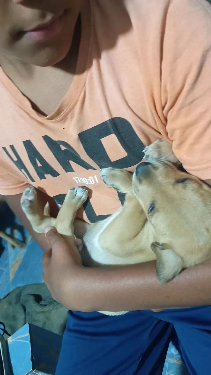 Filhote de cachorro para doação. - Foto 5