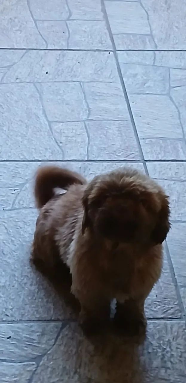 Shihtzu  - Foto 2