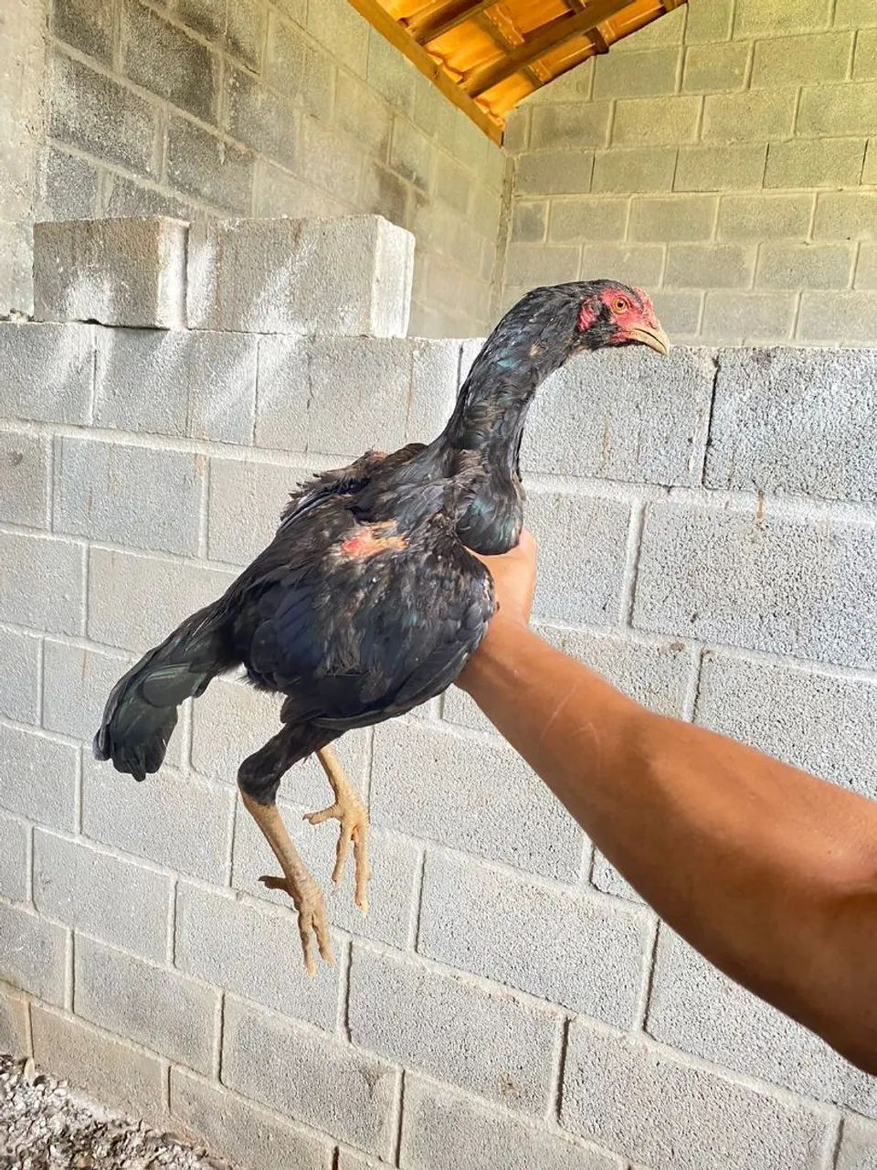 Vendo frango índio  - Foto 6