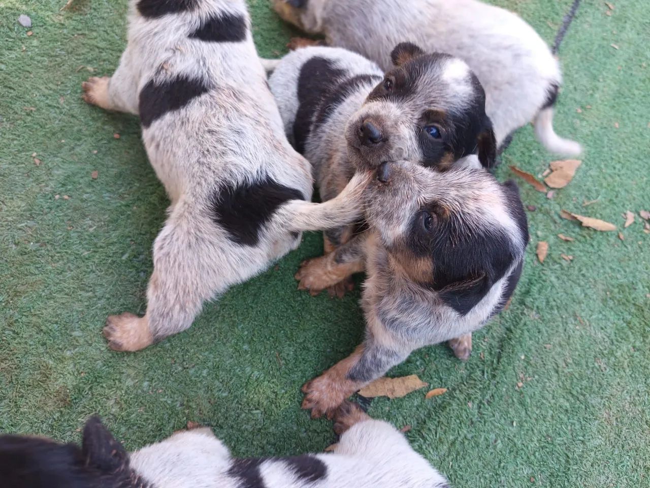 BLUE heeler  - Foto 3