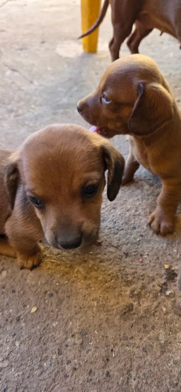 Cachorro salsicha  - Foto 4