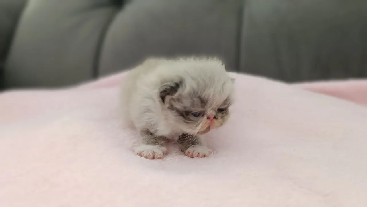 Gato persa - filhotes disponíveis 