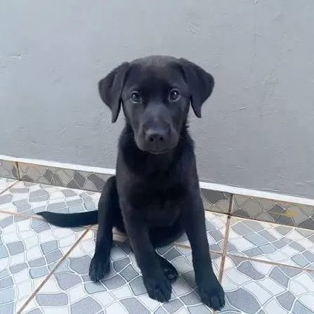 ? DOAÇÃO DE FILHOTE DE LABRADOR ? - Foto 3