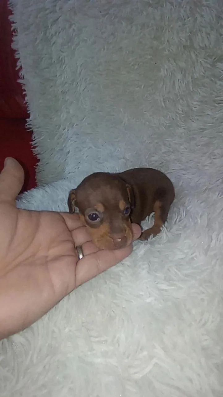Pinscher zero chocolate ( Macho e fêmea) - Foto 4