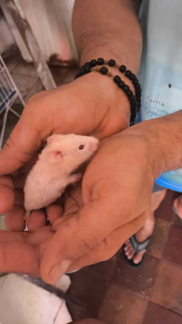 Doação de hamster 