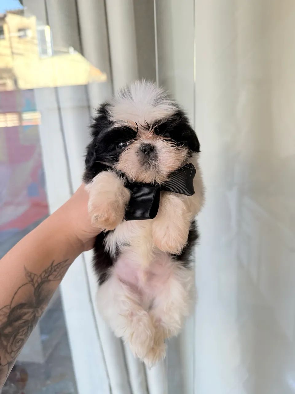 Shitzu mini - Foto 4
