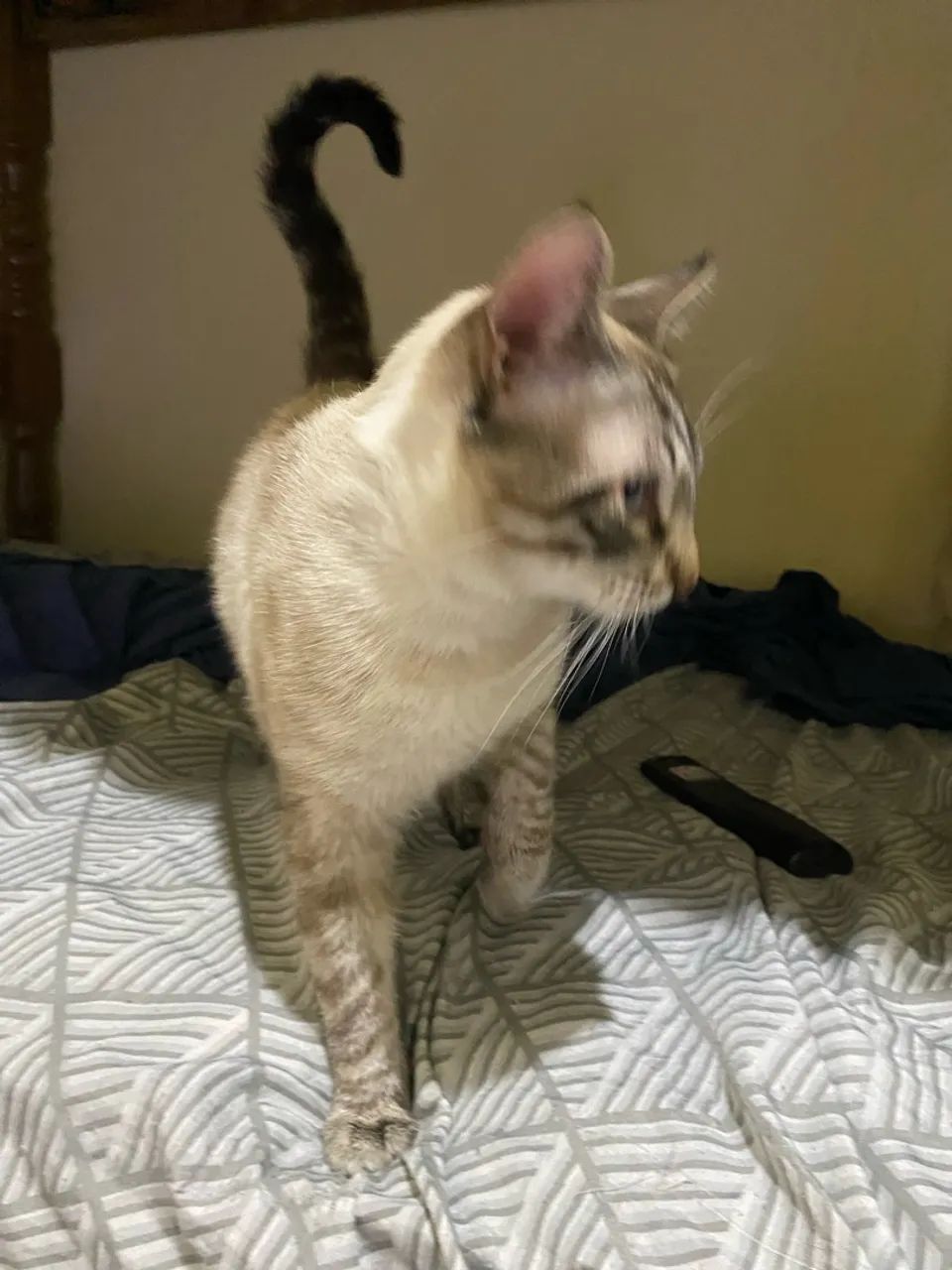 Doa-se gato siamês  - Foto 2