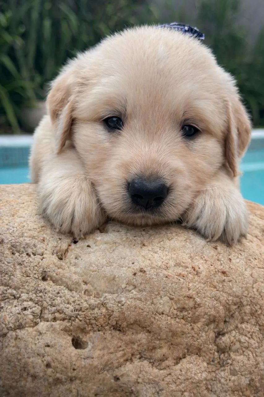 Filhote Golden Retriever 