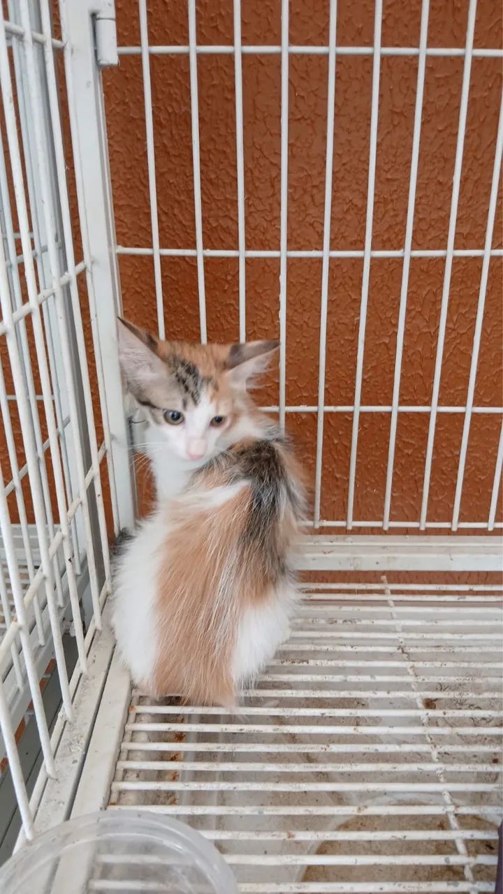 Gata tricolor bebe pra adoção  - Foto 3
