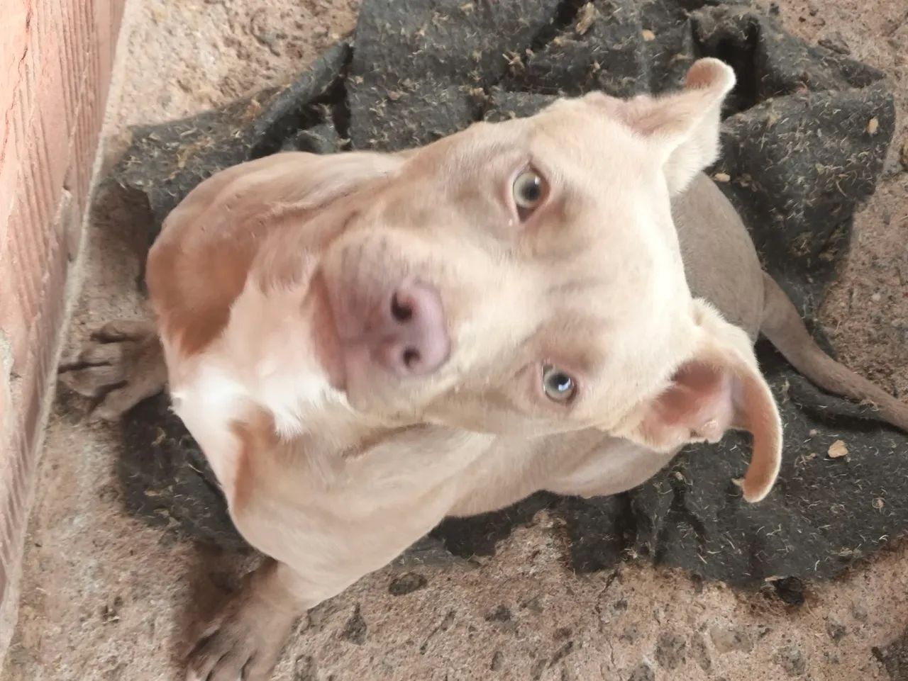 Pit Bull para adoção  - Foto 2