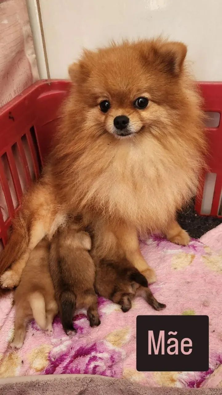 Lulu pomerania  - Foto 5