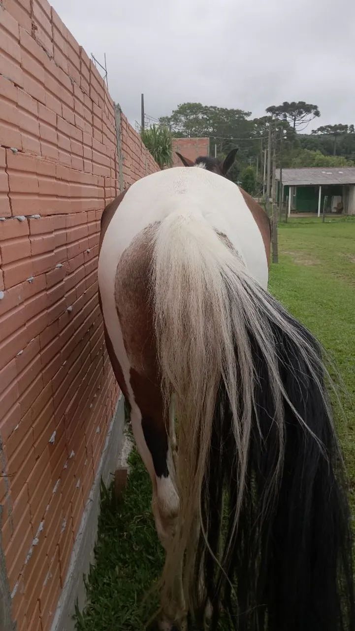 Mangalarga com crioulo  - Foto 2