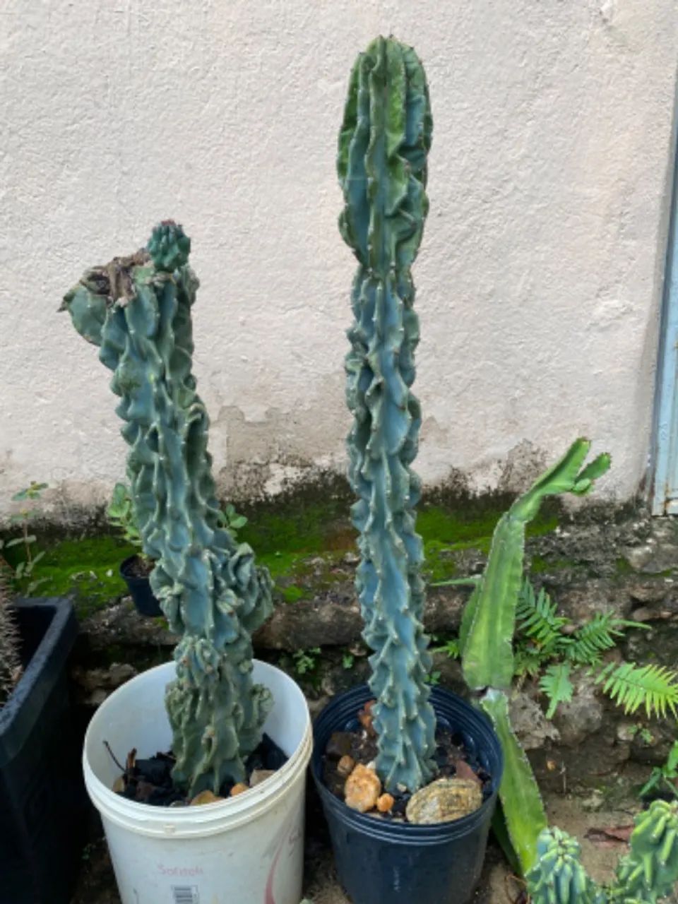 cacto monstro - Foto 3