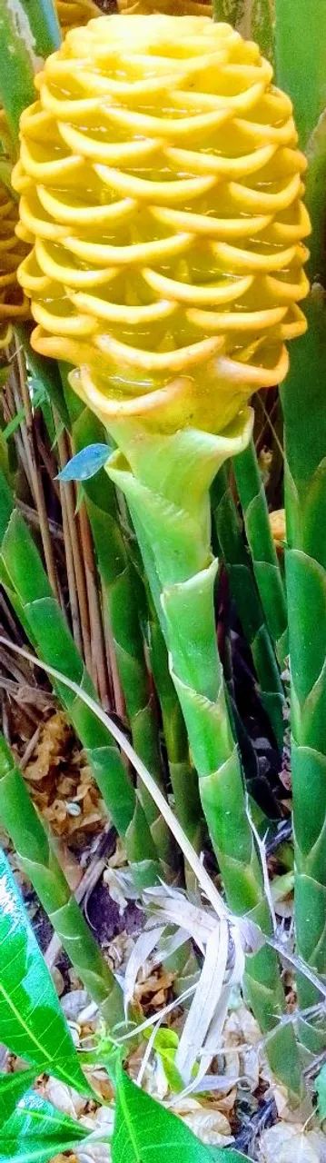 Planta  - Foto 3