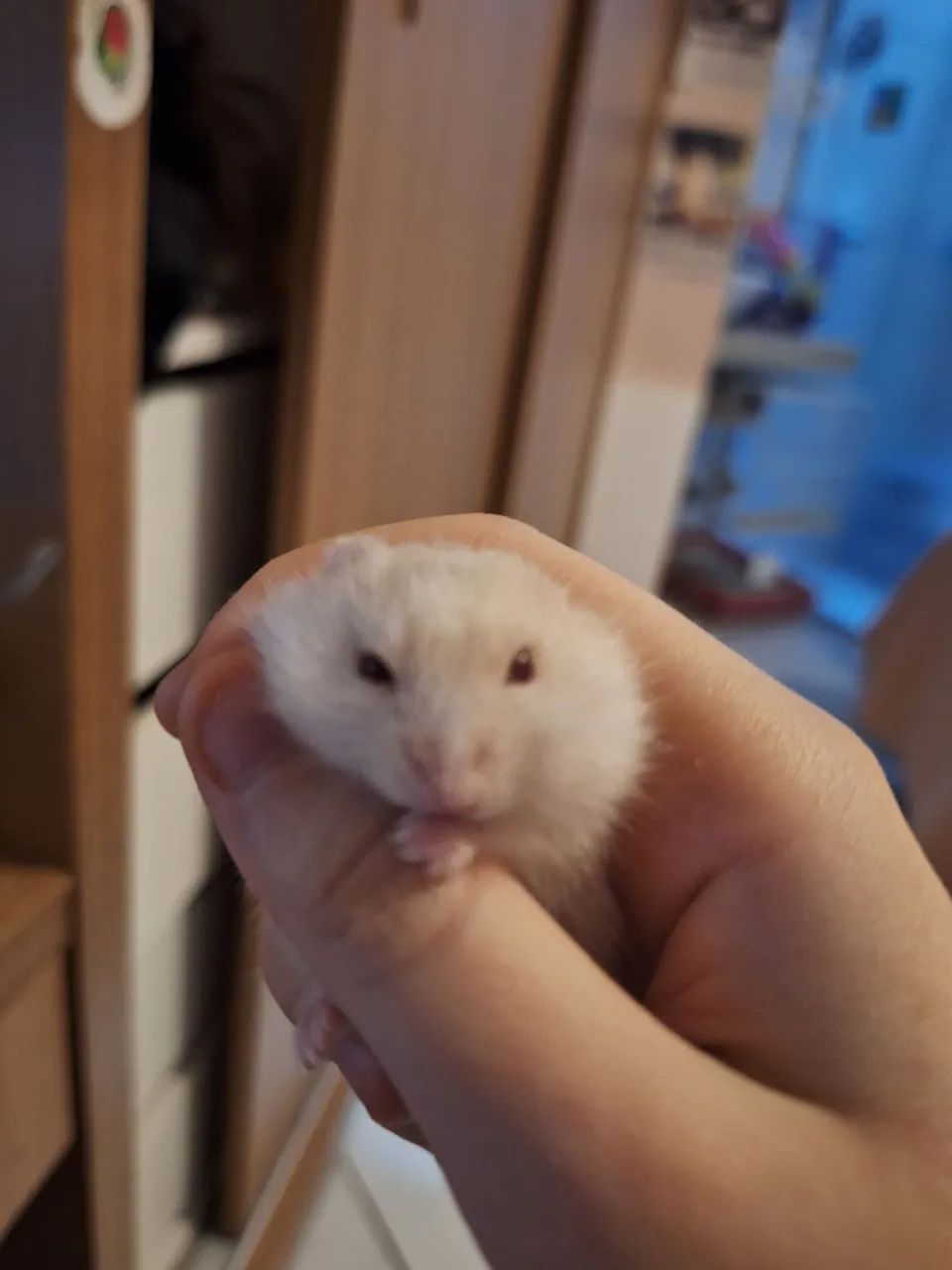 Hamster filhote - Foto 3