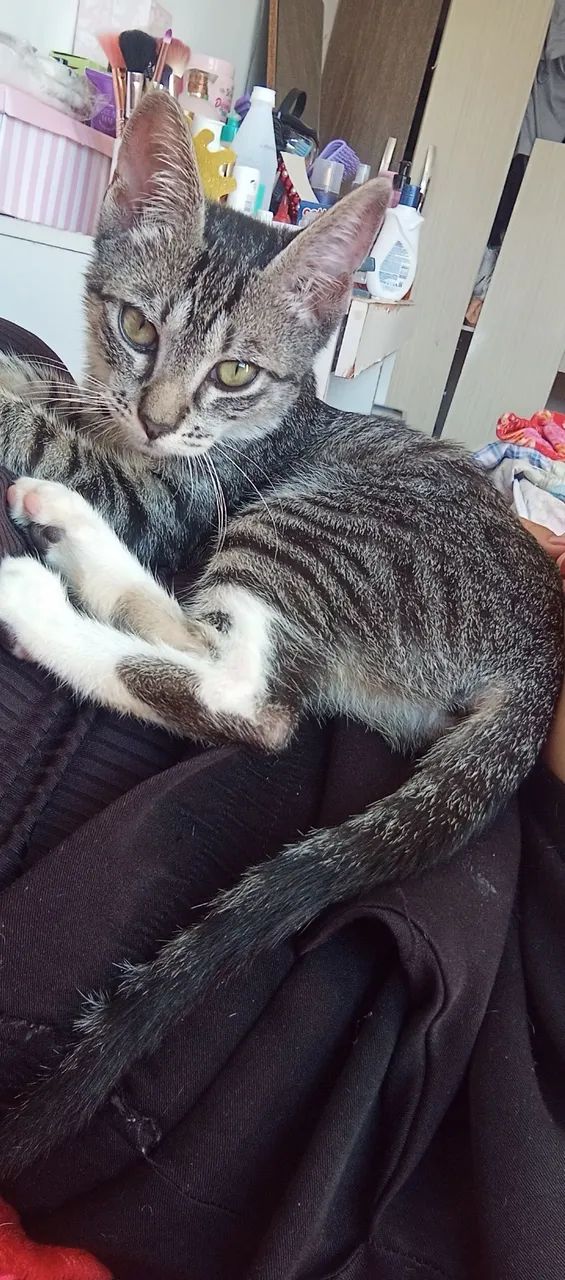 Adoção  - Foto 2