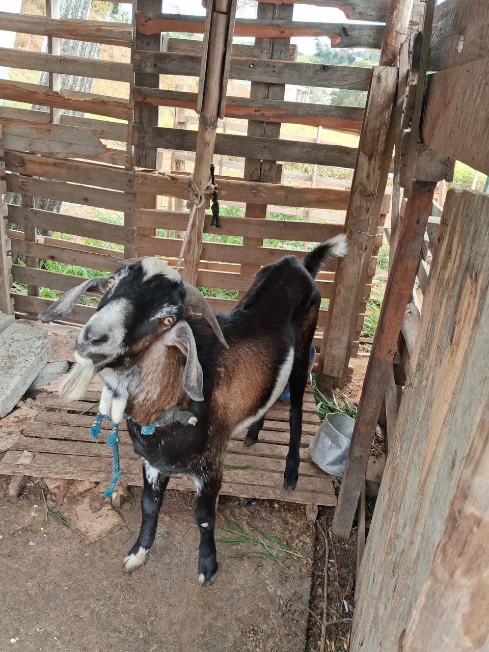 Vende se um bode. - Foto 2