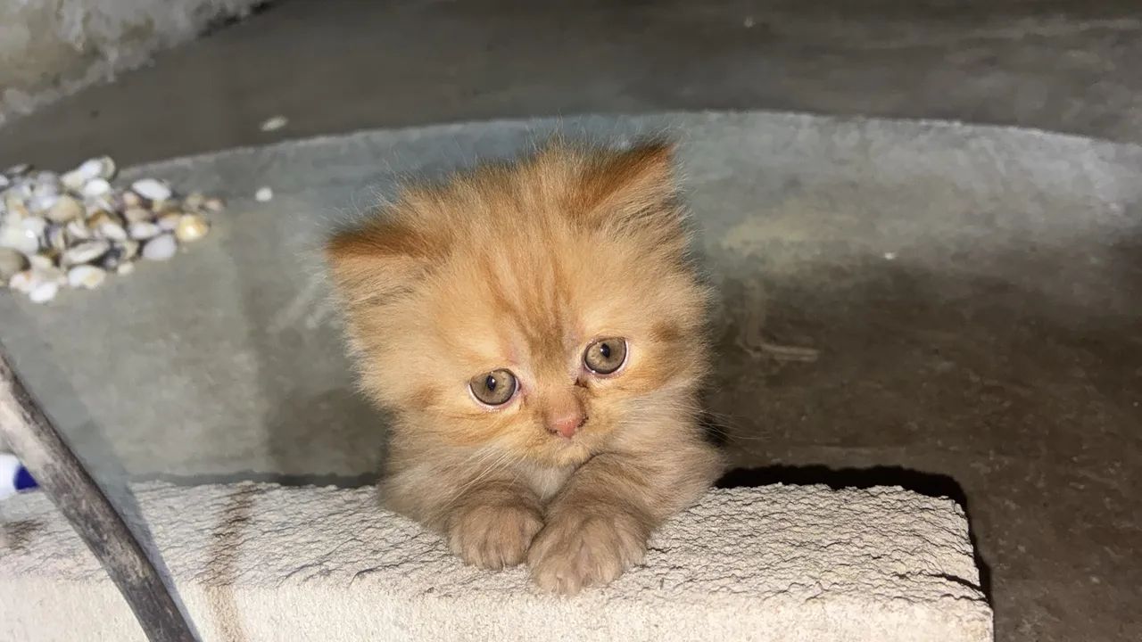 Gato persa