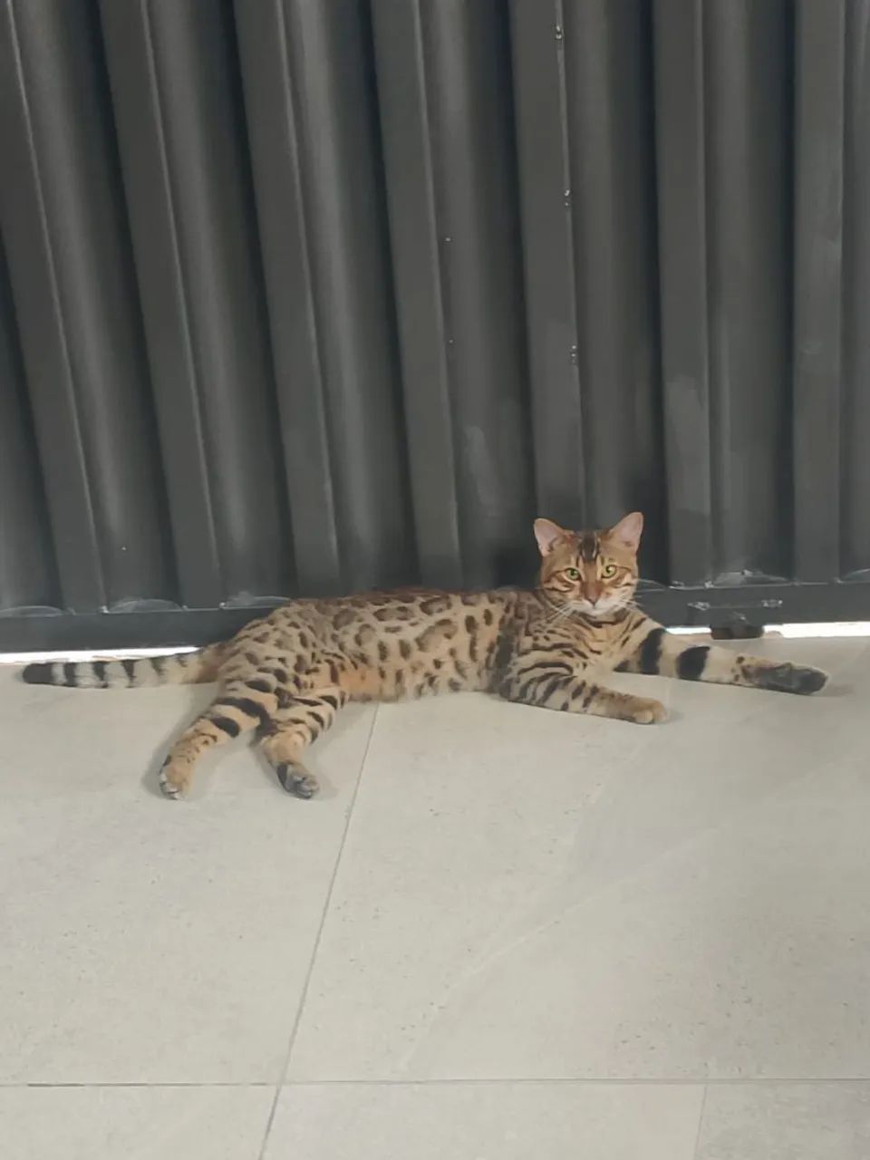 Gato bengal  - Foto 2