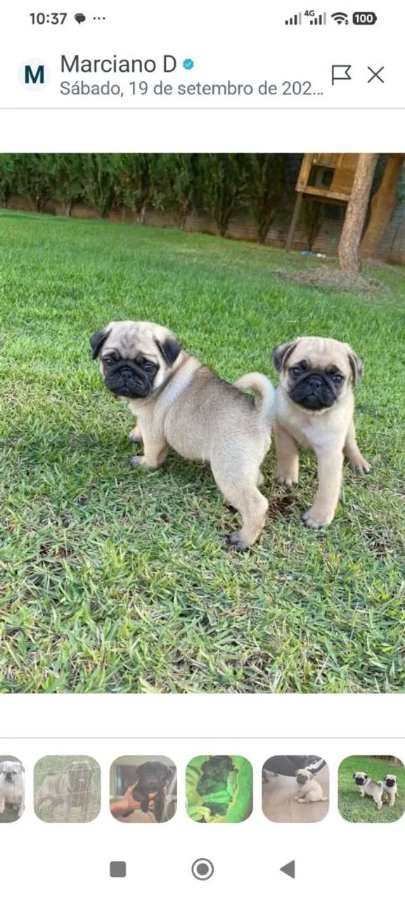 Pug