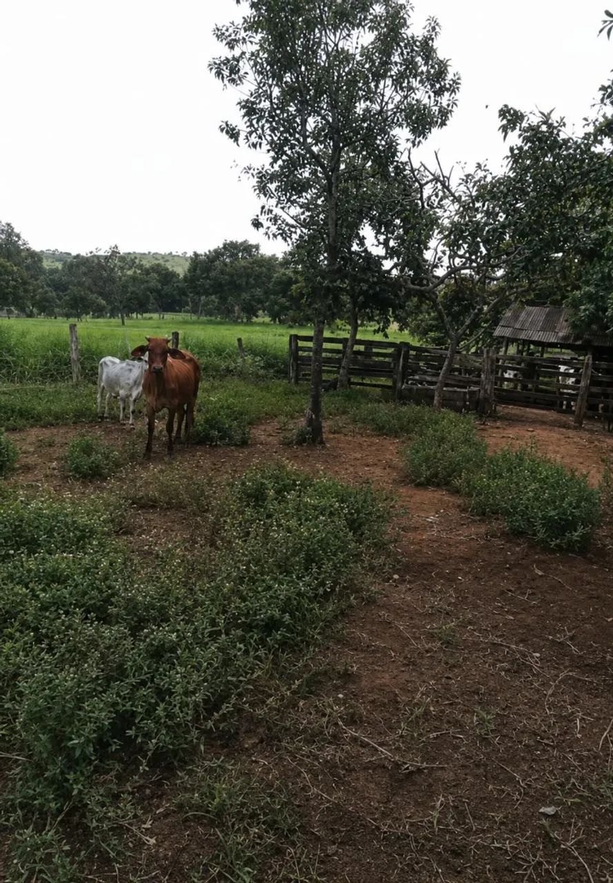 Chácara a venda, 16km de Taquaruçu, 6 alqueires 