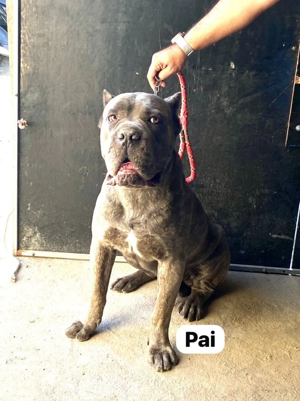 Filhote Cane Corso  - Foto 2