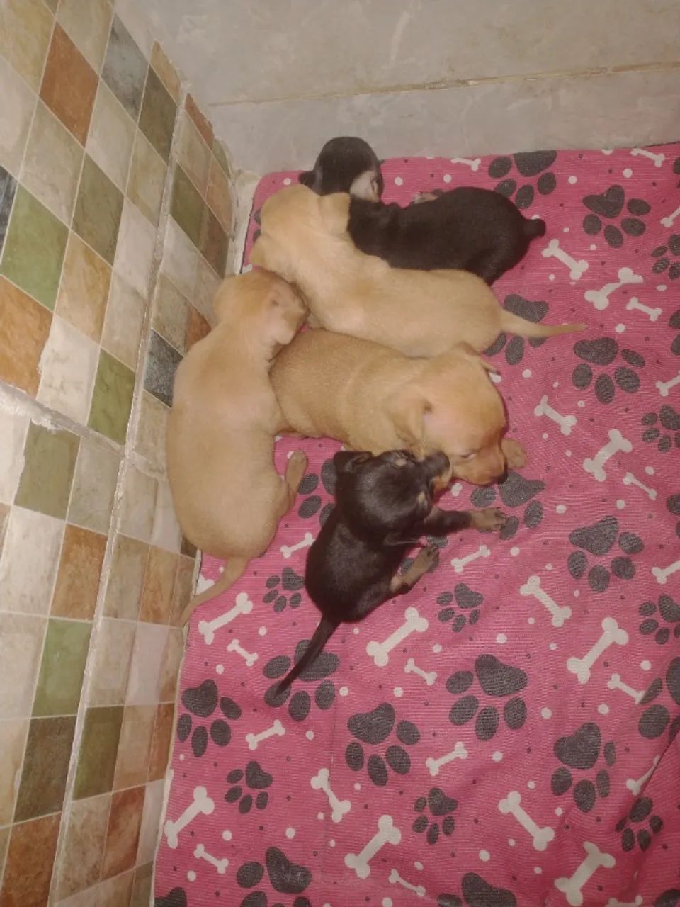 Cães da Raça pinscher - Foto 2