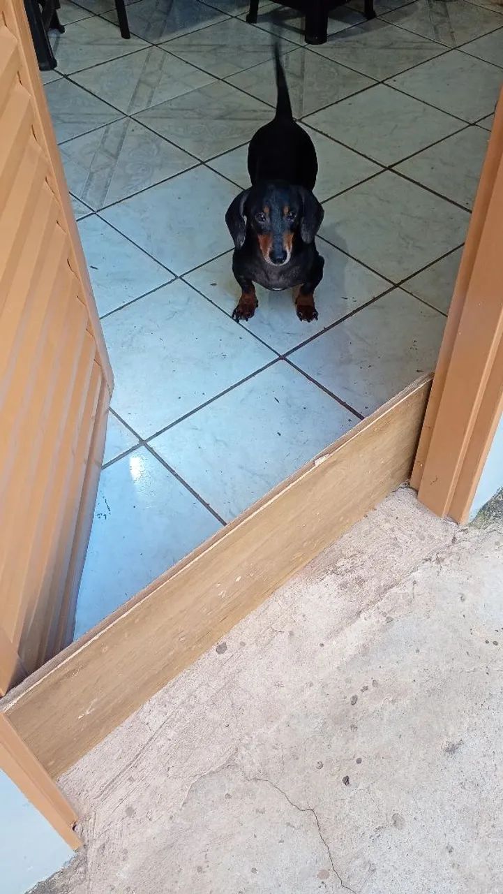 Adopcao  - Foto 4