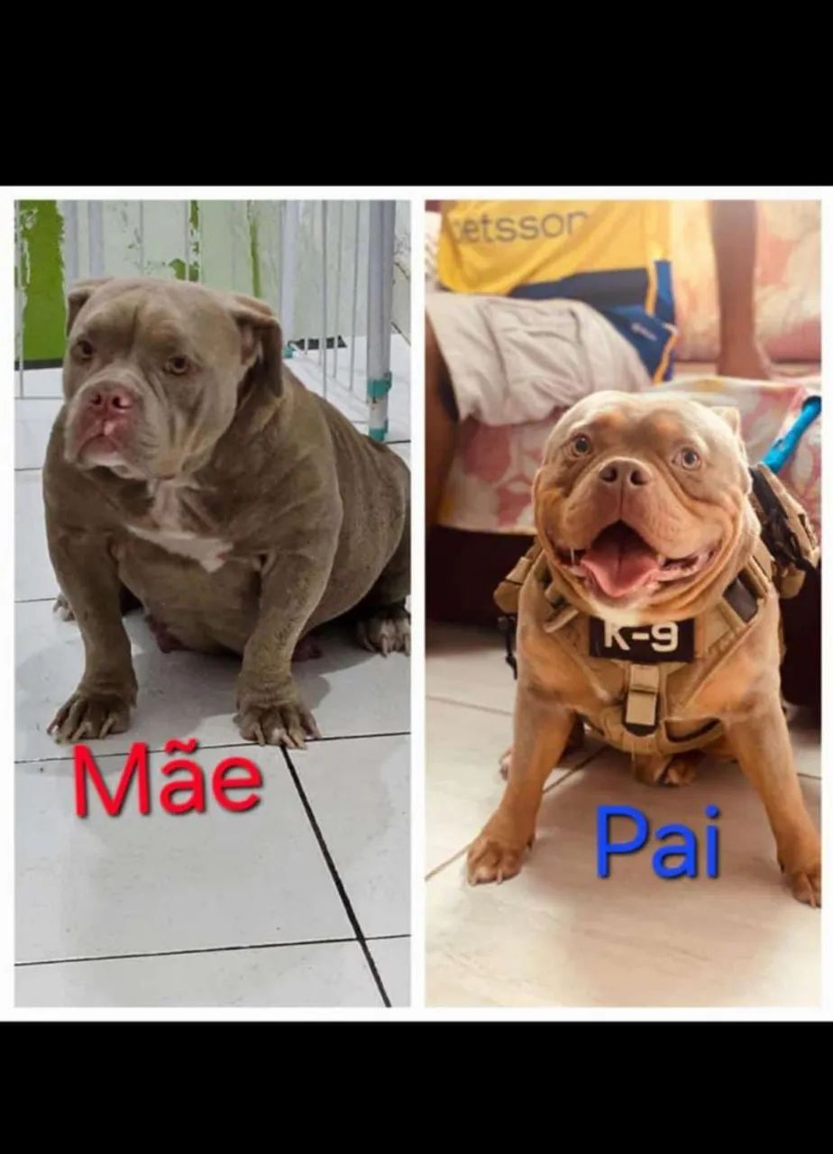 Filhote American Bully  - Foto 2