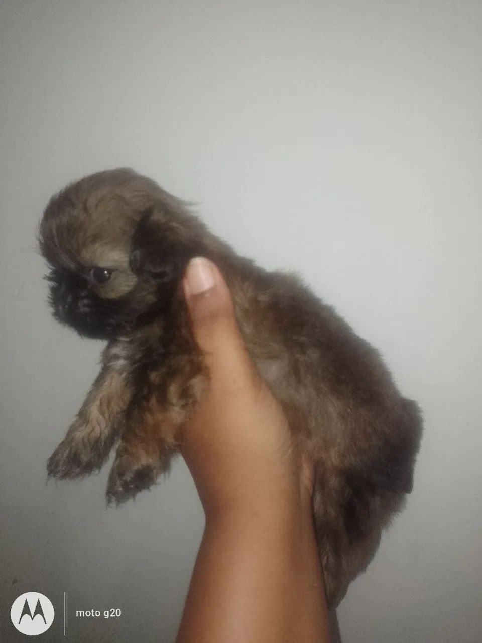 Ursinhos disponível  - Foto 2