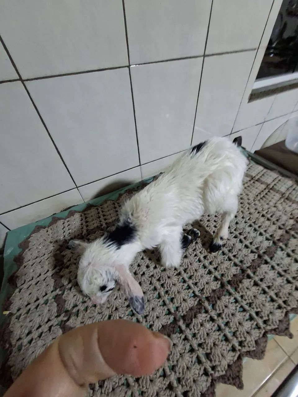 Mini bodes - Foto 3