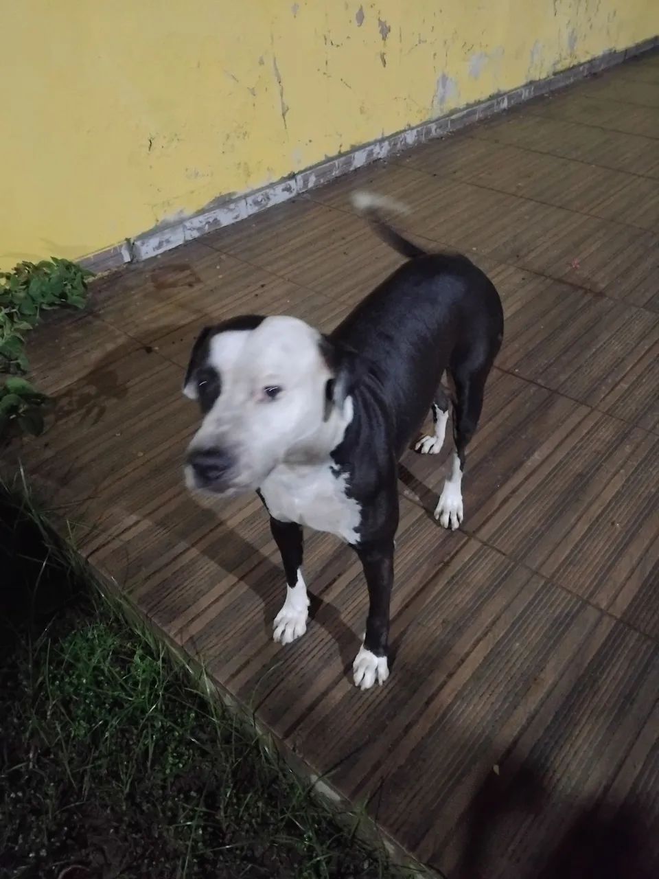 Doação pit bull  - Foto 2