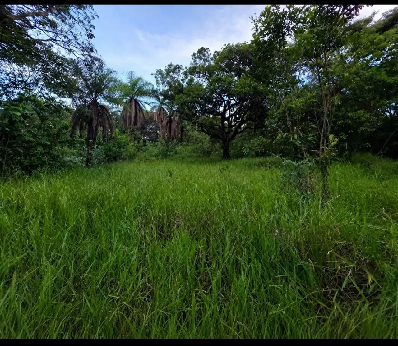 Lotes contínuos 8.025 m²