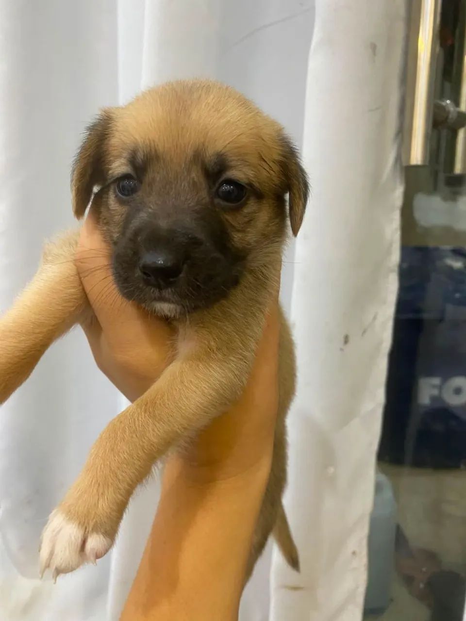 Doação de cachorro  - Foto 2