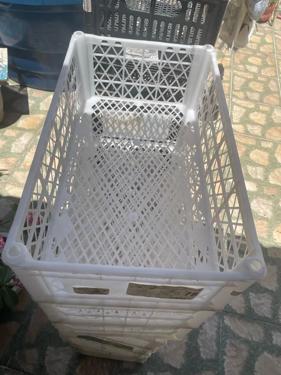 Galeias tamanho médio  - Foto 3