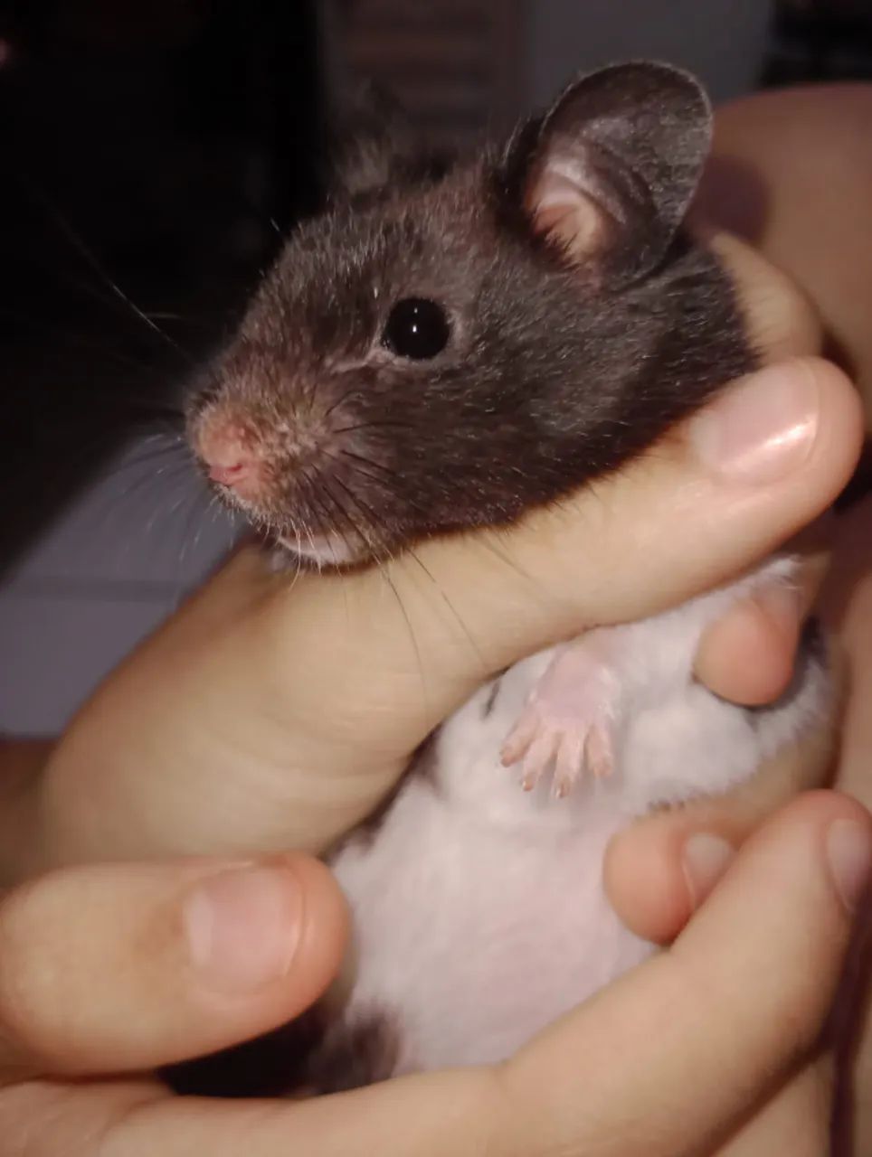 Casal de Hamsters - Foto 2