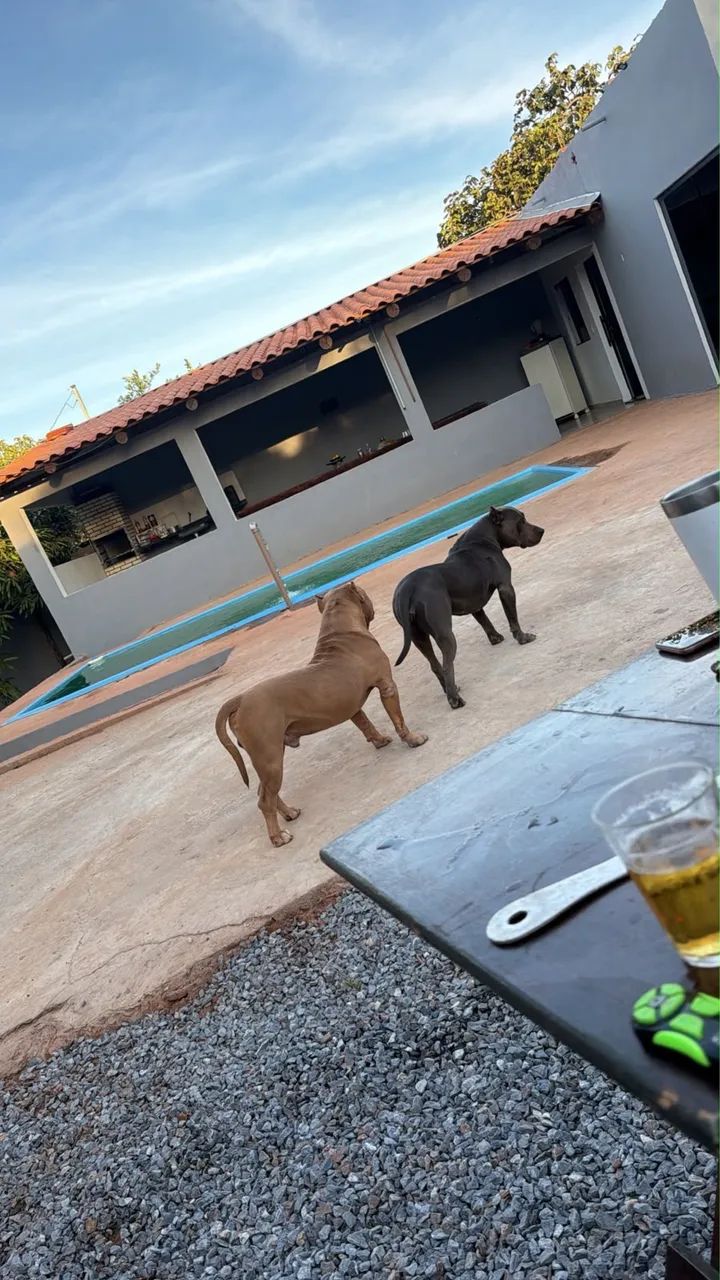 Cachorro pit Buul - Foto 3